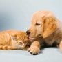 Photo of Ocoee Animal Hospital