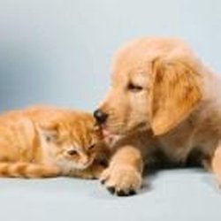 Ocoee Animal Hospital - untitled