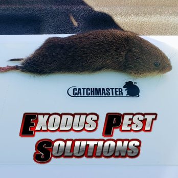 Exodus Pest Solutions - Pest Control Near Me - Wartrace, Tennessee