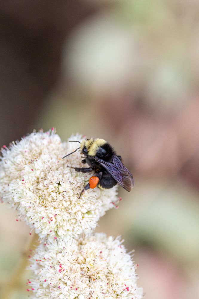 Pescadero State Beach
