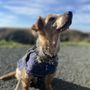 Photo of Salty Paws Grooming