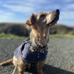 Salty Paws Grooming