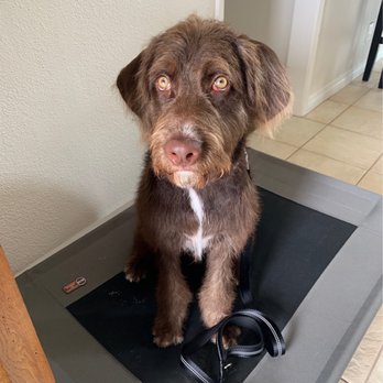 Paw by Paw - Nashville! - Pet Training Near Me