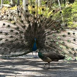The Jungle Prada Tour - Male peacock courting hen.