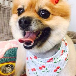 Business took top picture at salon when finished my Pom. Then posted on Facebook so I could get a copy. Very nice. Thx Business took top picture at salon when finished my Pom. Then posted on Facebook so I could get a copy. Very nice. Thx