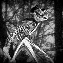 Muséum d'Histoire Naturelle - Squelette de singe en pleine observation
