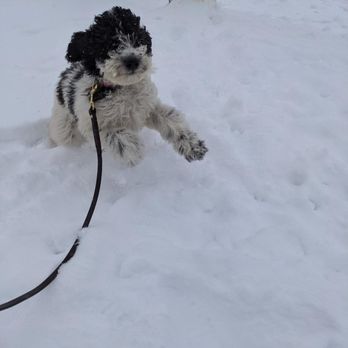 Dog Training Now - Fun outside - even in winter - Pet Training Near Me - Hoffman Estates, Illinois