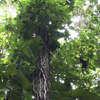 El Yunque Rainforest - Hiking Near Me - Luquillo, Puerto Rico