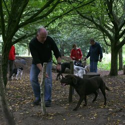 The Well Heeled Dog Club