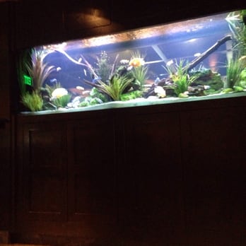 Cheddar's Scratch Kitchen - Fish tank - American Near Me - Albuquerque, New Mexico