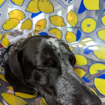 VEG ER for Pets - Lucy is finally calm and sleeping after great medical care. - Emergency Pet Hospital Near Me - Chicago, Illinois VEG ER for Pets - Lucy is finally calm and sleeping after great medical care. - Emergency Pet Hospital Near Me - Chicago, Illinois