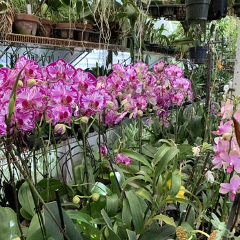 Orchid Design - Exquisite phals in bloom - Florists Near Me - San Jose, California Orchid Design - Exquisite phals in bloom - Florists Near Me - San Jose, California