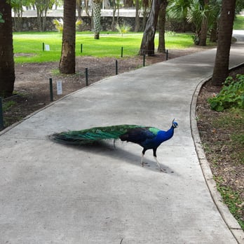 Mayfield Park - Why did the peacock cross the road? - Parks Near Me - Austin, Texas Mayfield Park - Why did the peacock cross the road? - Parks Near Me - Austin, Texas