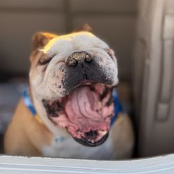 Petco - My happy dog after the bath