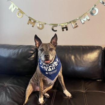 BLUEPEARL PET HOSPITAL - Updated December 2024 - 55 Photos & 177