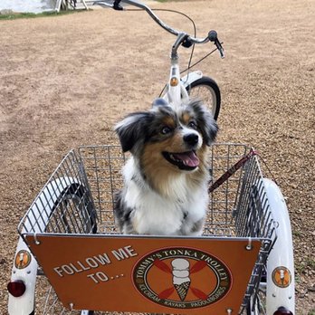 Tommy's Tonka Trolley - Rothko, the Aussie, invites you to come on out to the Trolley! - Ice Cream & Frozen Yogurt Near Me - Excelsior, Minnesota Tommy's Tonka Trolley - Rothko, the Aussie, invites you to come on out to the Trolley! - Ice Cream & Frozen Yogurt Near Me - Excelsior, Minnesota