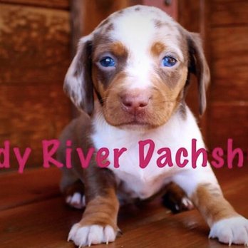 Beautiful Chocolate And Tan Dachshund Puppies For Sale Texas Yelp