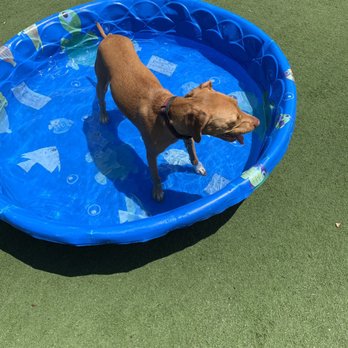 S Street Dog Park - Pool time - Dog Parks Near Me - Washington, DC, District of Columbia S Street Dog Park - Pool time - Dog Parks Near Me - Washington, DC, District of Columbia