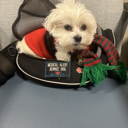 MGH  Pain Management Center - Dr Smallz is spreading holiday cheer at MGH! Remember, service dogs come in all shapes and sizes...