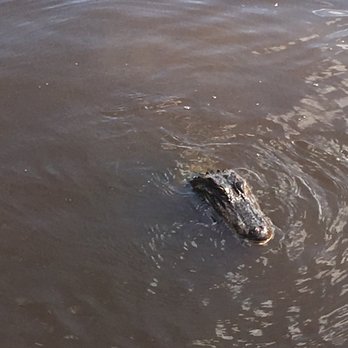 Airboat Adventures - Boat Tours Near Me - Lafitte, Louisiana