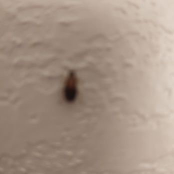 SpringHill Suites by Marriott Milford - Bug on wall - Hotels Near Me - Milford, Connecticut SpringHill Suites by Marriott Milford - Bug on wall - Hotels Near Me - Milford, Connecticut