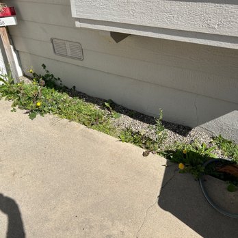 Mountain View Lawn Care - Weeds in gravel - Landscaping Near Me Mountain View Lawn Care - Weeds in gravel - Landscaping Near Me