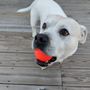 Loudon County Animal Hospital