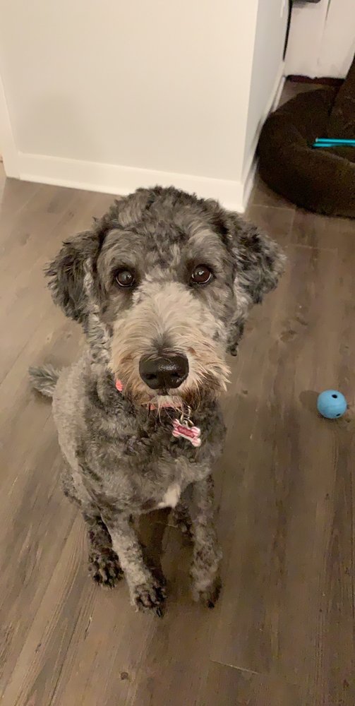 ROBBYES GENTLE GROOMERS Updated September 2024 32 Photos & 26