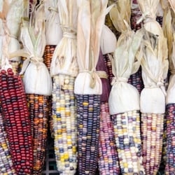 Brampton Farmers Market