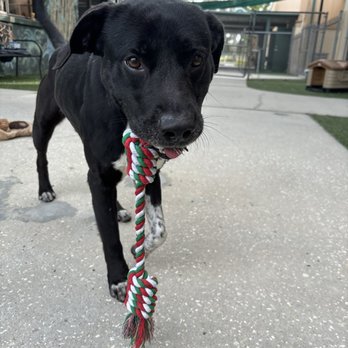 Polk County Animal Control - Played with him everyday until I could adopt him - Animal Shelters Near Me Polk County Animal Control - Played with him everyday until I could adopt him - Animal Shelters Near Me