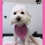 Photo of Howdy Paws Salon