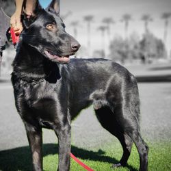 Petco
