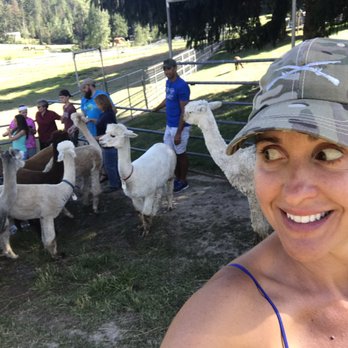 Seven Stars Ranch - Alpacas! - Ranches Near Me - Coeur d'Alene, Idaho Seven Stars Ranch - Alpacas! - Ranches Near Me - Coeur d'Alene, Idaho