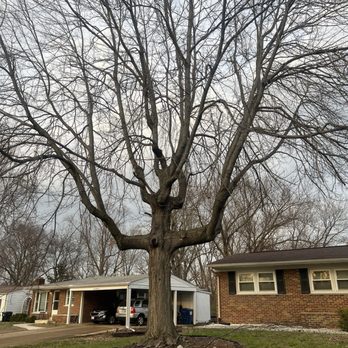 Green Thumb - Big Maple tree that was removed - Tree Services Near Me - Creve Coeur, Missouri Green Thumb - Big Maple tree that was removed - Tree Services Near Me - Creve Coeur, Missouri
