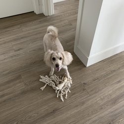 Bark Out Loud - Right after his appointment