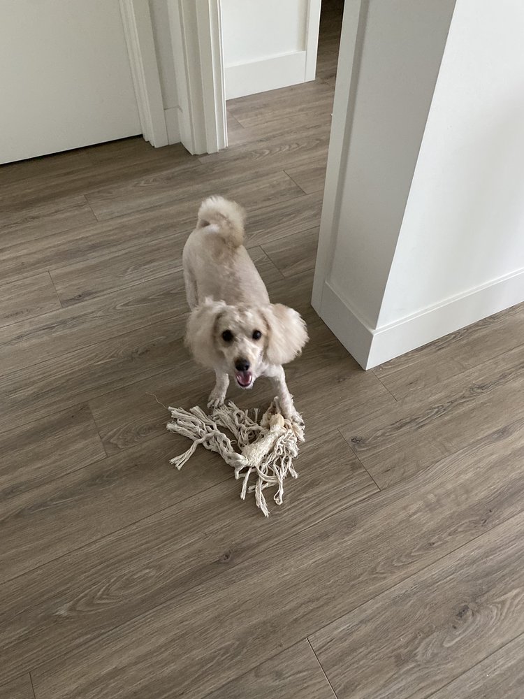 Bark Out Loud - pet boarding facility in San Diego, CA