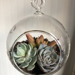 Smoke + Flower - Succulents in a hanging pot