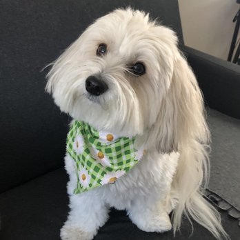 A Cut Above - Dovie - Pet Groomers Near Me - Idaho Falls, Idaho