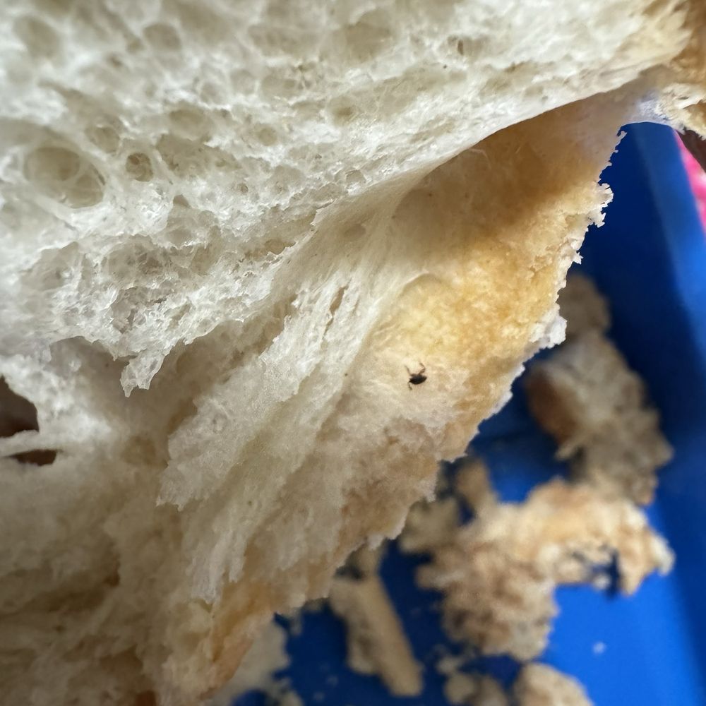 El Trebol Bakery - Baby roaches inside the breads - Bakeries Near Me - Parlier, California El Trebol Bakery - Baby roaches inside the breads - Bakeries Near Me - Parlier, California