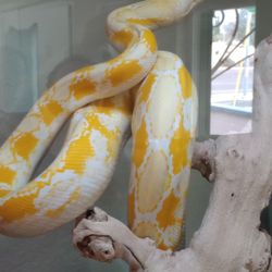 Daisy, our gorgeous albino Reticulated Python