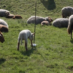 Schafe auf dem Deich