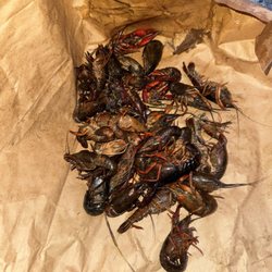 Lucky Seafood Wholesale - All dead crawfish/crushed