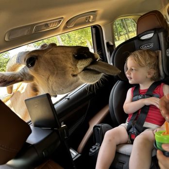 Busy B Ranch Wildlife Park - Kiss me bye? - Petting Zoos Near Me - Jefferson, Texas Busy B Ranch Wildlife Park - Kiss me bye? - Petting Zoos Near Me - Jefferson, Texas