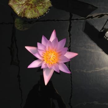 Hughes Water Gardens - Lily - Nurseries & Gardening Near Me - Tualatin, Oregon