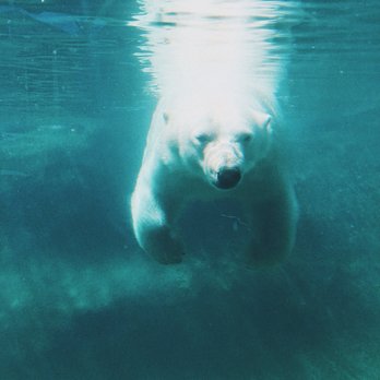 The Buffalo Zoo - Luna the polar bear! - Zoos Near Me - Buffalo, New York The Buffalo Zoo - Luna the polar bear! - Zoos Near Me - Buffalo, New York