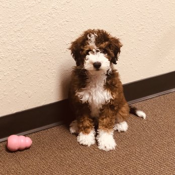 HC Bernedoodles - Pet Breeders Near Me - Trenton, Missouri HC Bernedoodles - Pet Breeders Near Me - Trenton, Missouri