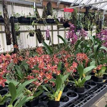 Emerald City Orchids - Nurseries & Gardening Near Me - Tacoma, Washington Emerald City Orchids - Nurseries & Gardening Near Me - Tacoma, Washington