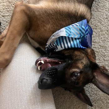 PetSmart Dog Training - Pet Training Near Me - Melbourne, Florida