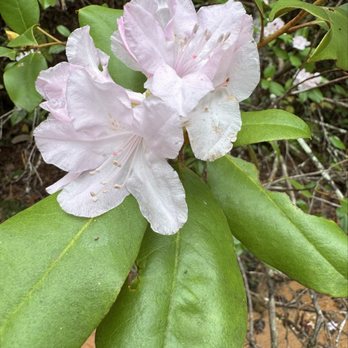 Providence Canyon State Park - Rhododendron in canyon - Parks Near Me - Lumpkin, Georgia Providence Canyon State Park - Rhododendron in canyon - Parks Near Me - Lumpkin, Georgia