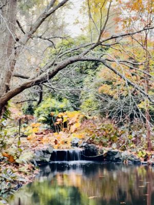 Beacon Hill Park by null